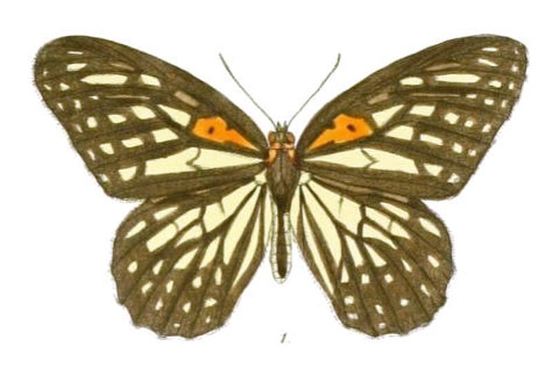 OrinomaDamaris95 1