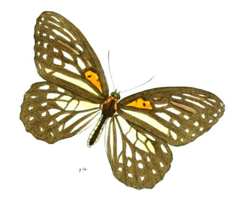 OrinomaDamaris95 1a