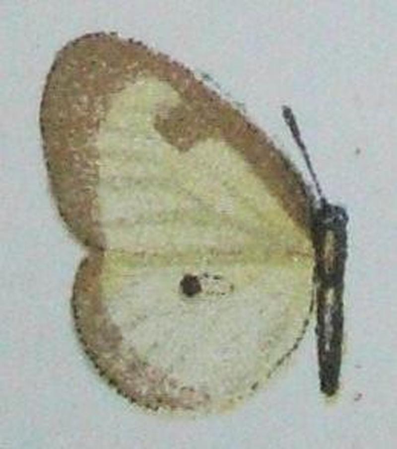 Ornipholidotos kirbyi