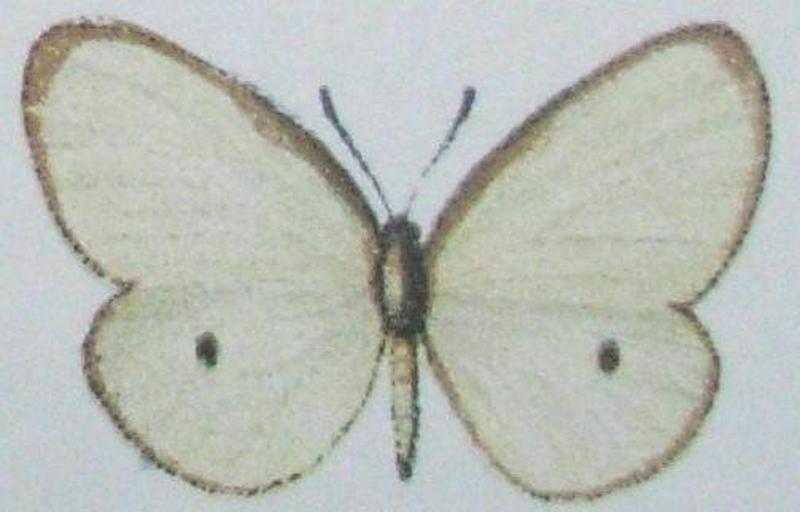 Ornipholidotos sylphida