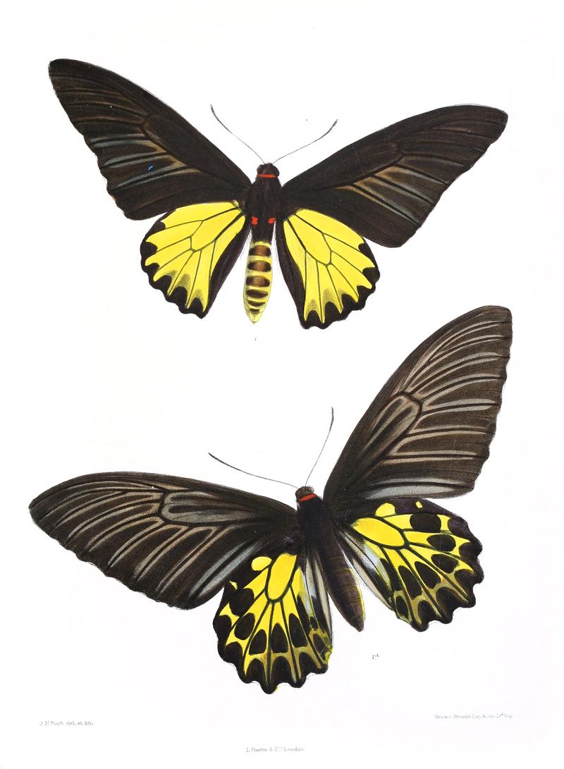 OrnithopteraAeacus 148