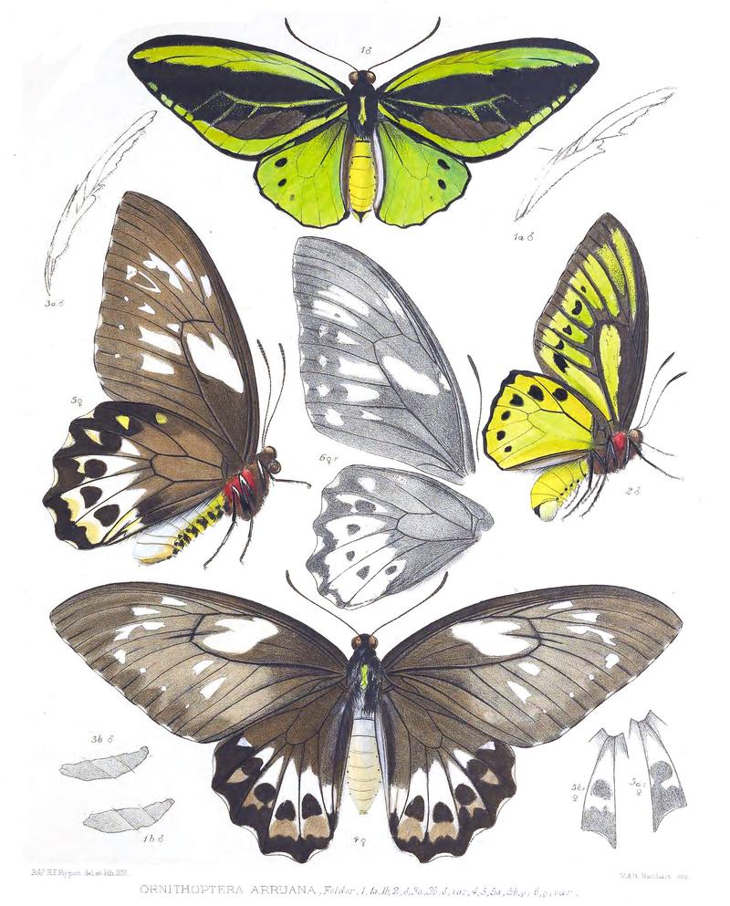 Ornithoptera arruana