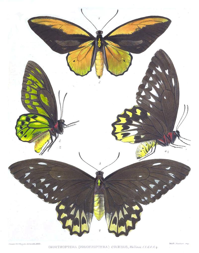 ICONES ORNITHPETERORUM ORNITHOPTERA PRIAMOPTERA CROESUS Wallace 12 male34 female Accepted name Ornithoptera croesus Wallace 1859