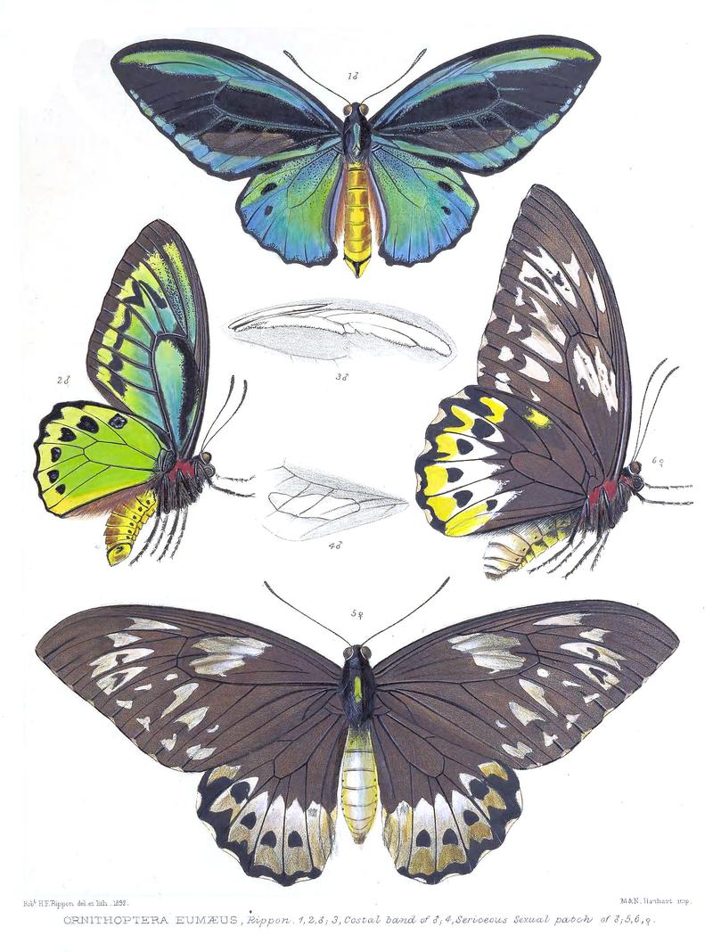 OrnithopteraEumaeusRippon