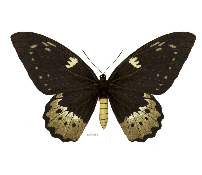 Goliath Birdwing female upperwing