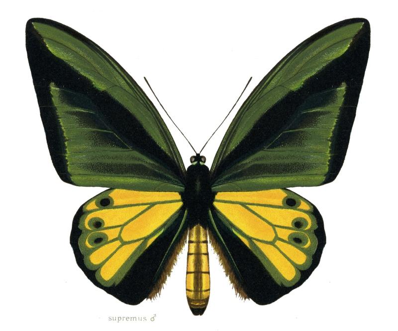 Goliath Birdwing male upperwing