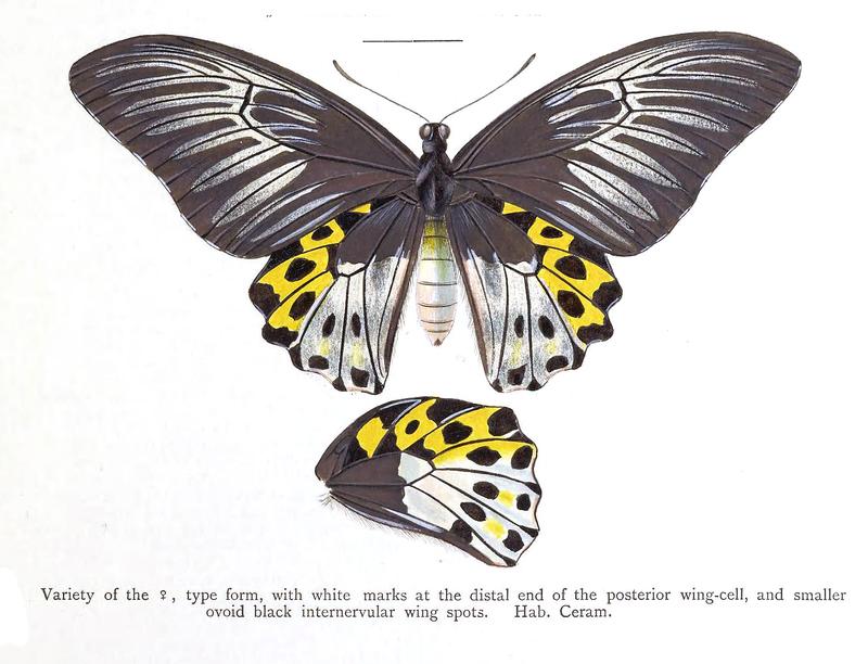 OrnithopteraHippolytusRippon