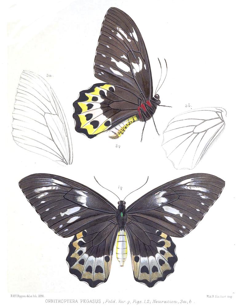 OrnithopteraPegasus3Rippon