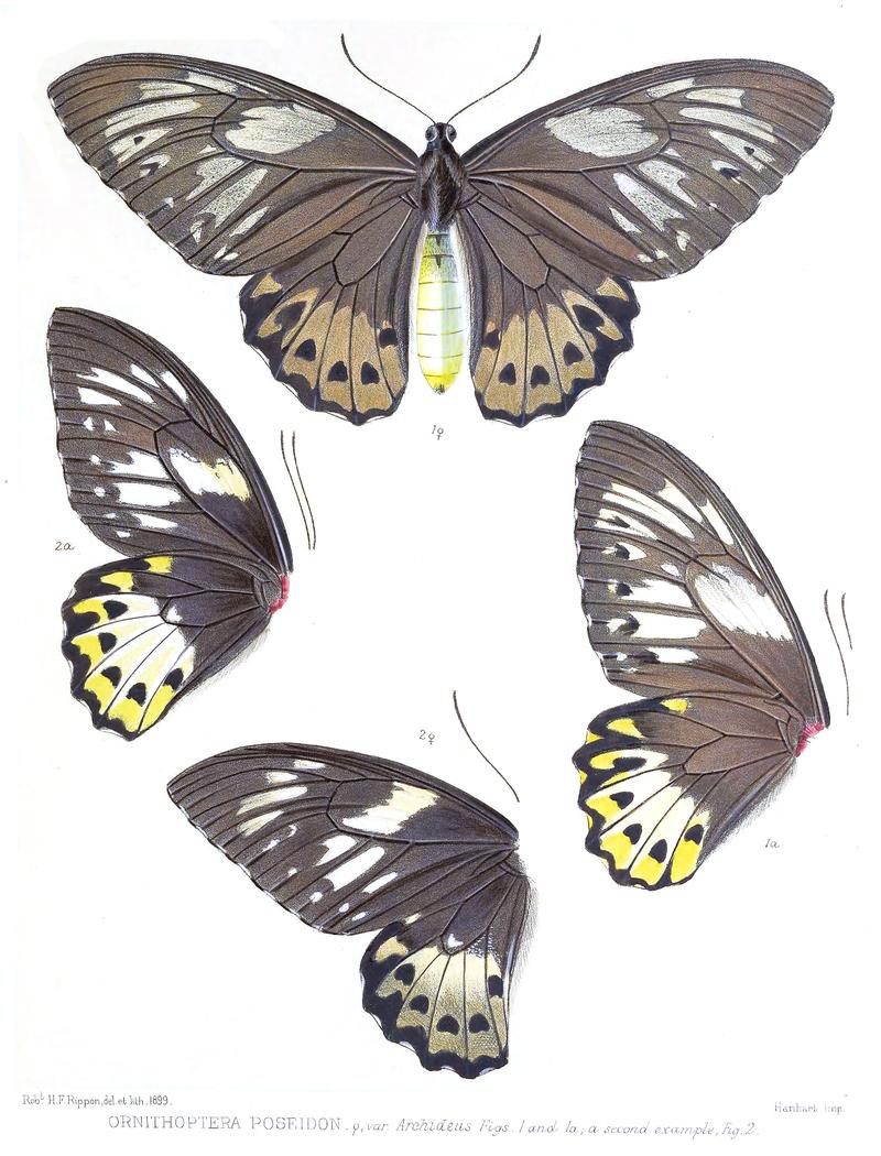 Ornithoptera poseidon