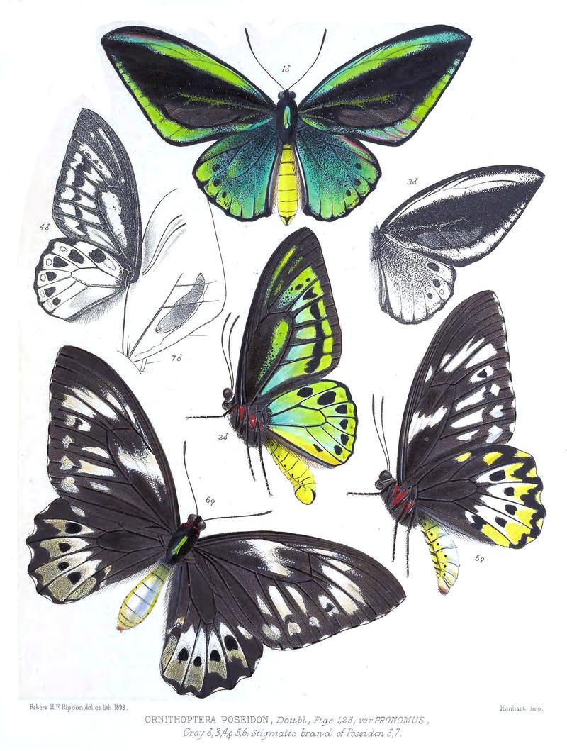 Ornithoptera poseidon