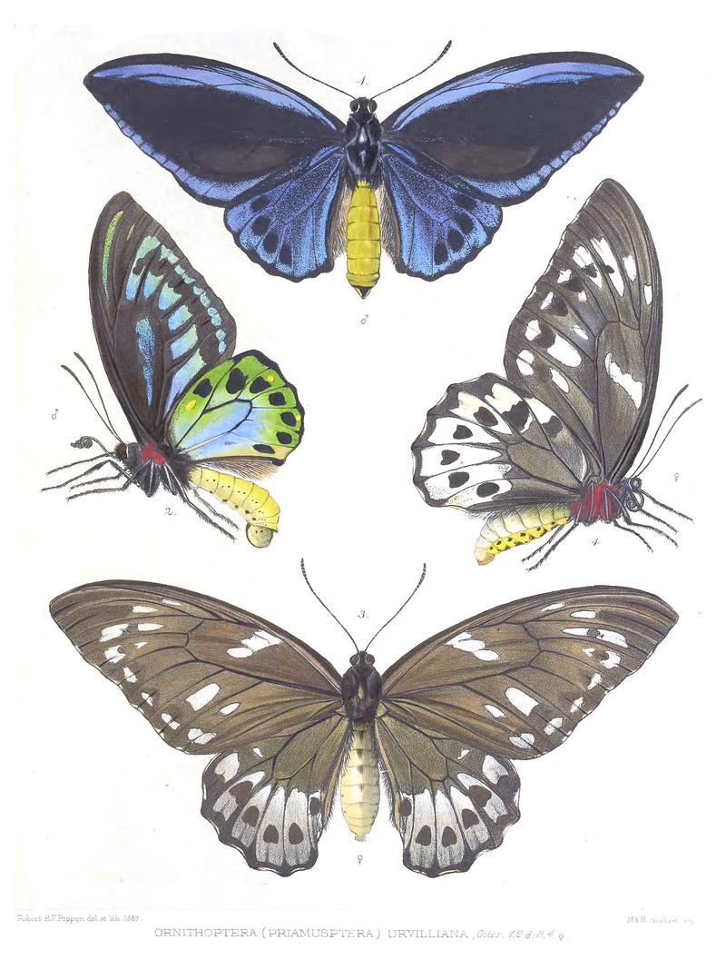 Ornithoptera urvilliana