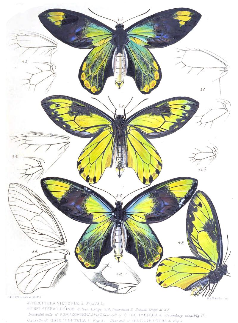 Ornithoptera victoriae