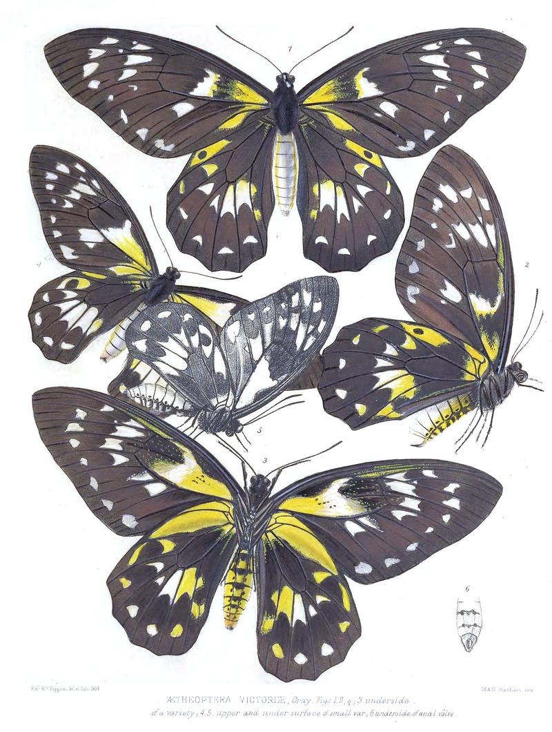 Ornithoptera victoriae