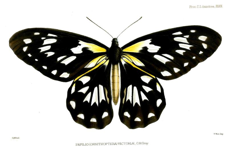 Queen Victorias Birdwing female