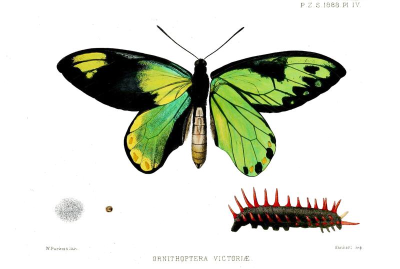 Adult male upperwing and underwing egg with structure of surface halfgrown caterpillar