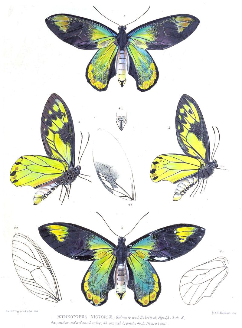 Ornithoptera victoriae