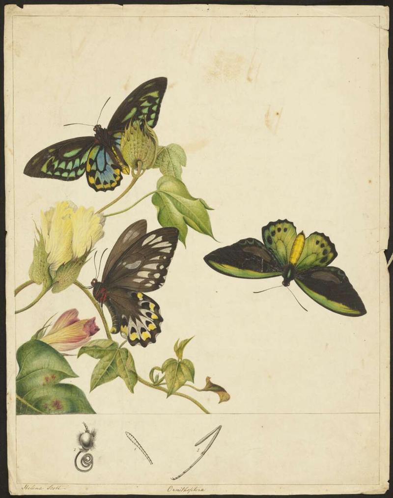 Ornithoptera - Helena Scott