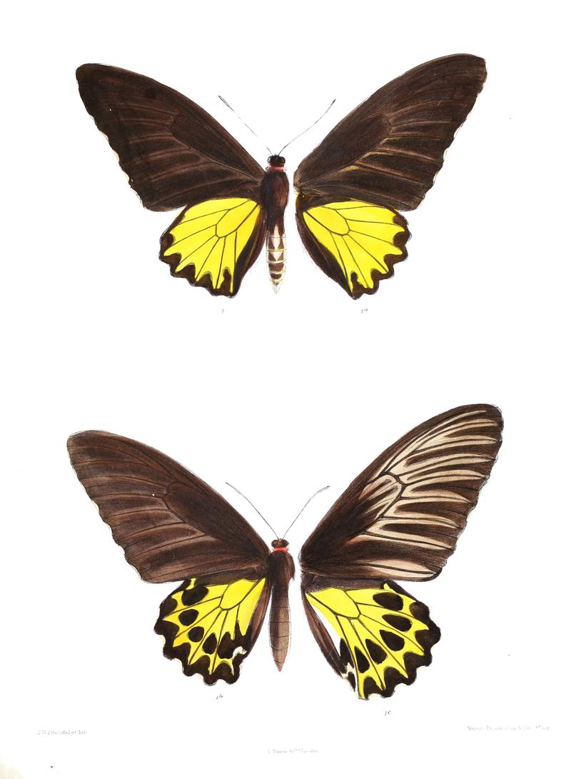 Ornithoptera cerebrus 420