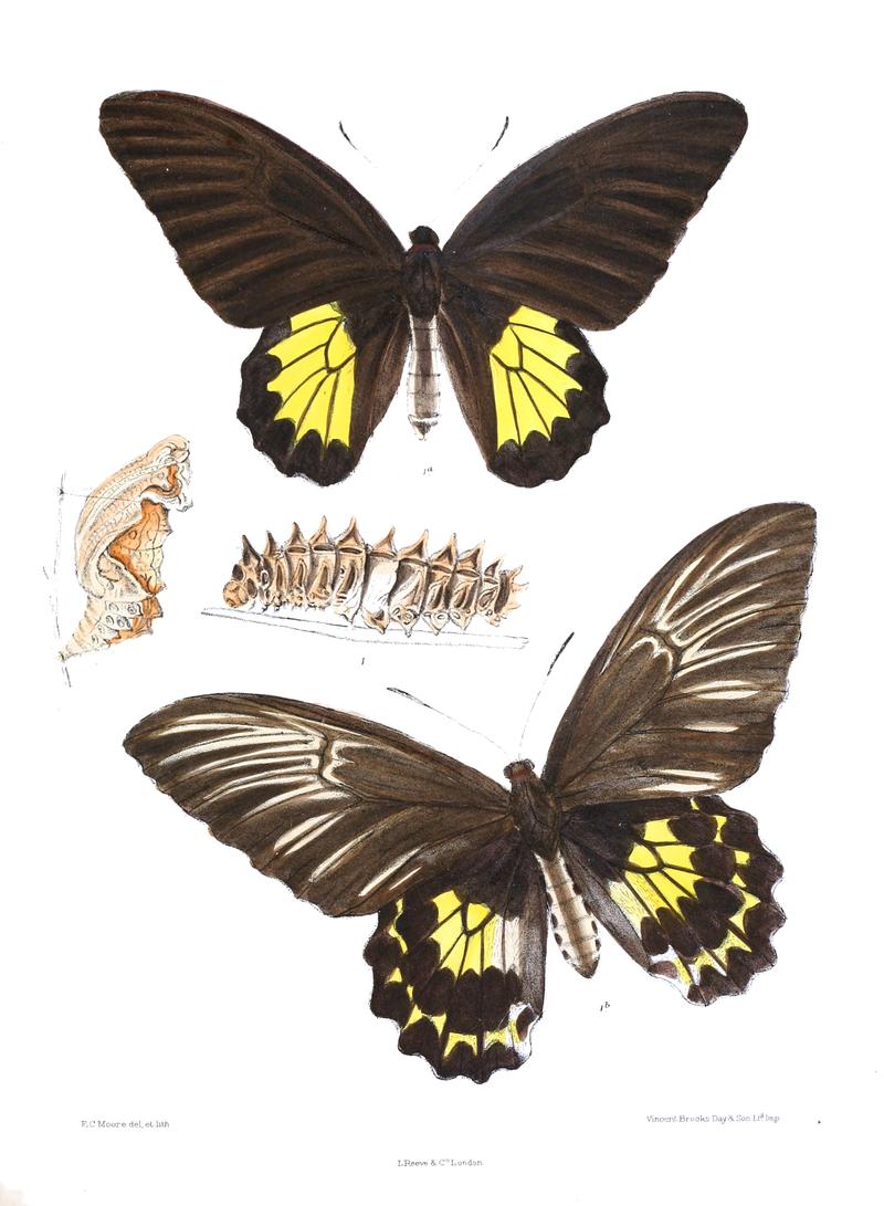 Ornithoptera darsius 418