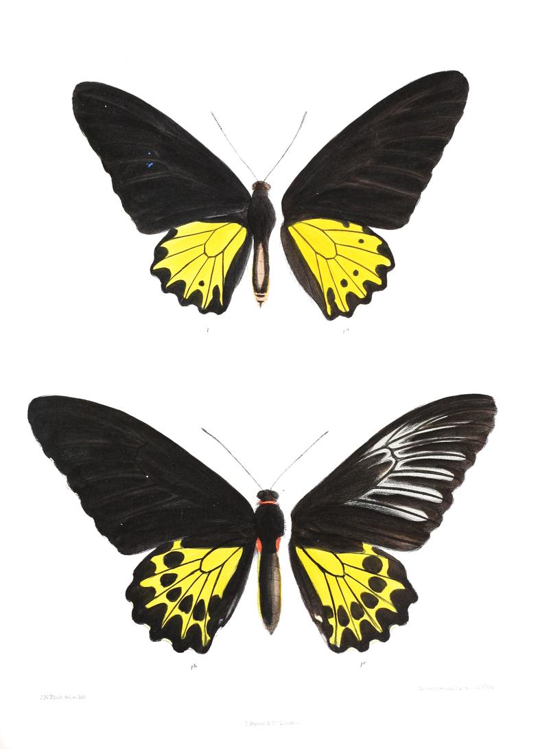 Ornithoptera heliaconoides 421