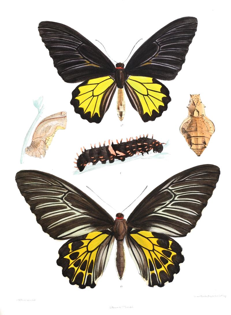 Ornithoptera minos 419