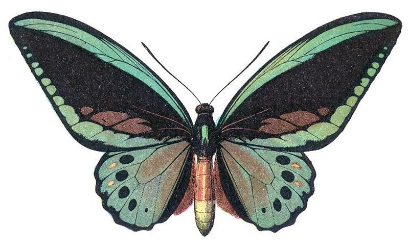 Ornithoptera priamus (Millot)