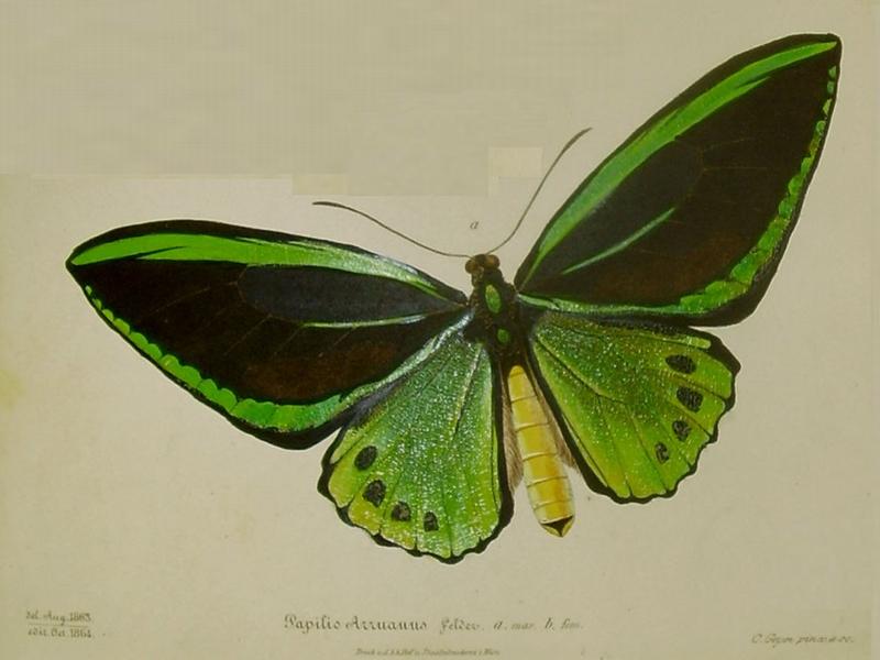 Ornithoptera priamus arruana