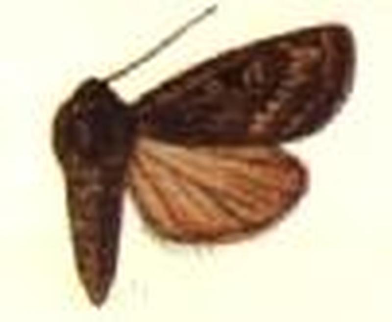 Orosagrotis cashmirensis