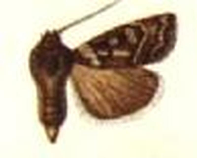 Orosagrotis incognita