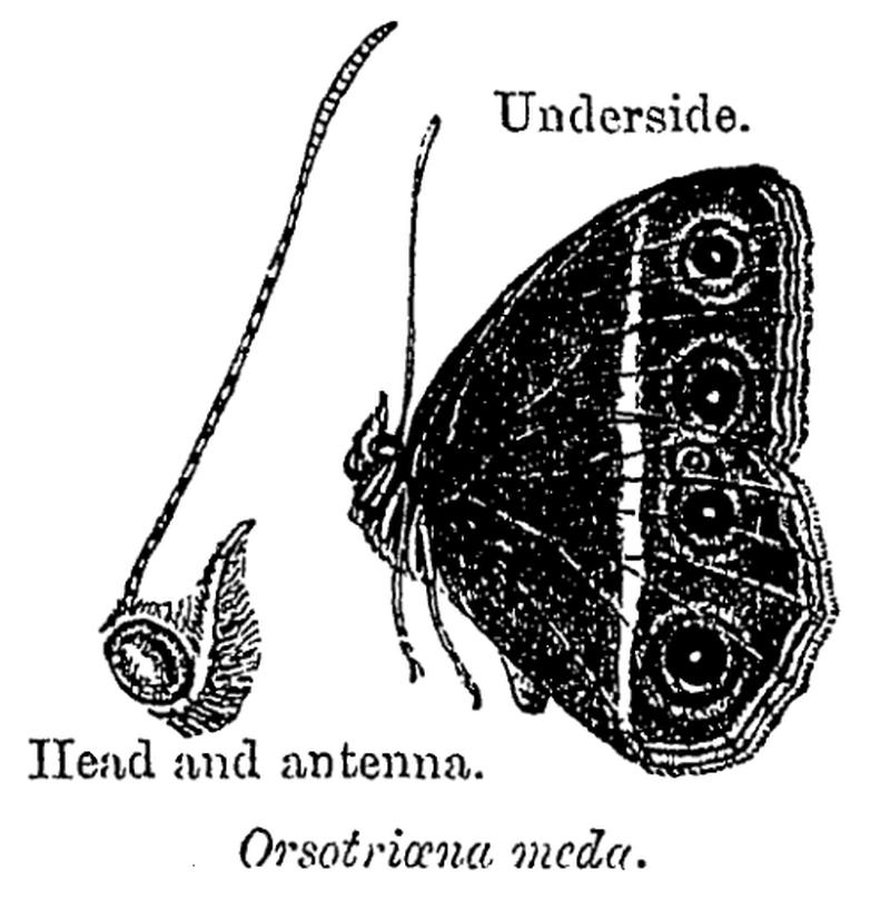 OrsotriaenaMedus