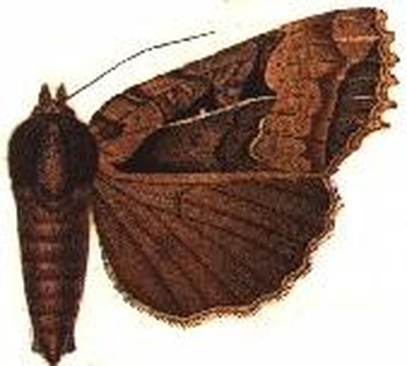 Orthogonica plumbinotata
