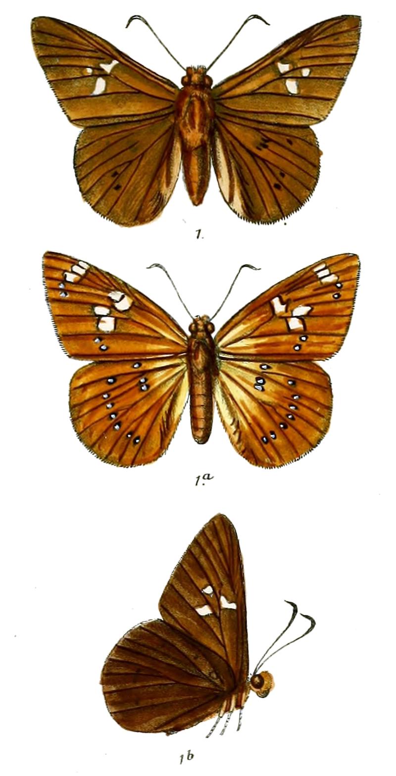 OrthophaetusLalita 754 1