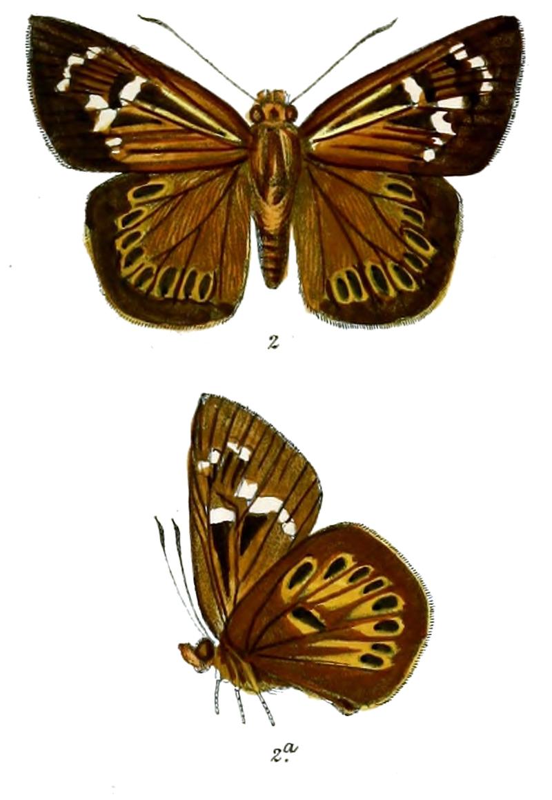 OrthophaetusLidderdaliM 754 2
