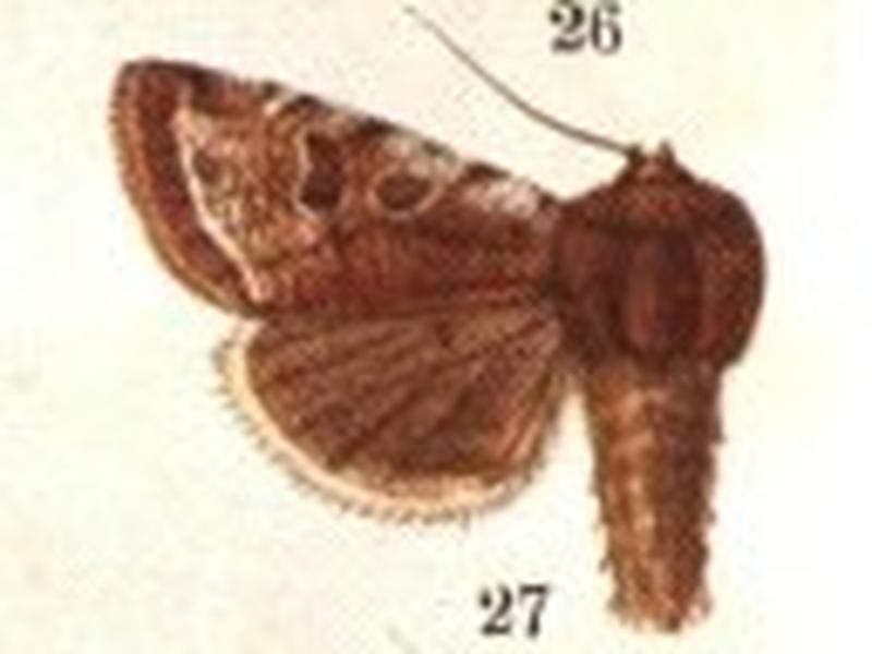 Orthosia pacifica CATALOGUE-BM-PLATE XC