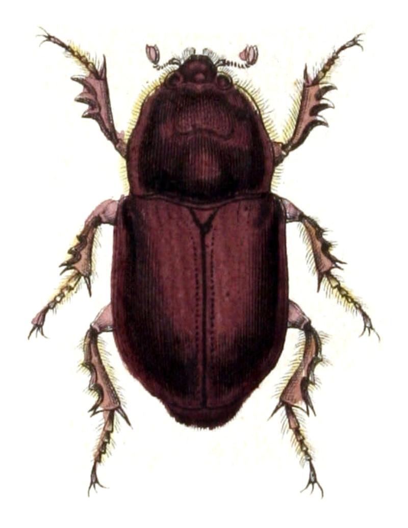 Oryctes.nasicornis.female.-.calwer.17.13