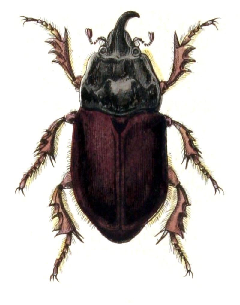 Oryctes.nasicornis.male.-.calwer.17.12