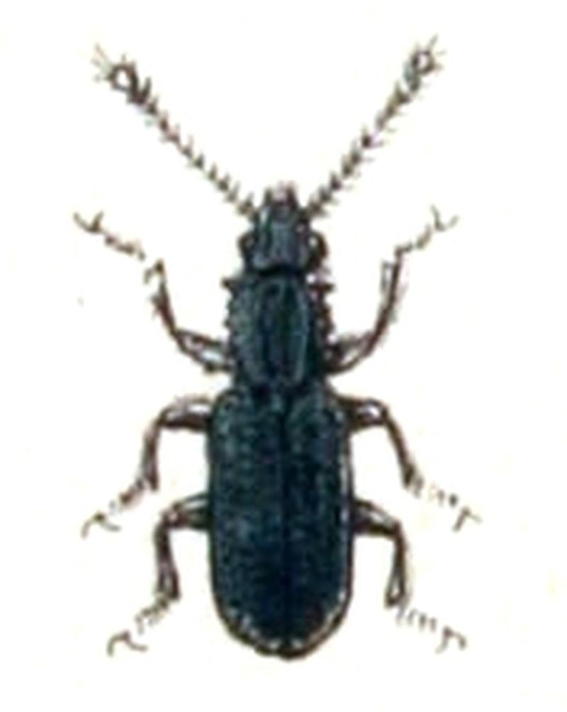 Oryzaephilus.surinamensis.-.calwer.15.18