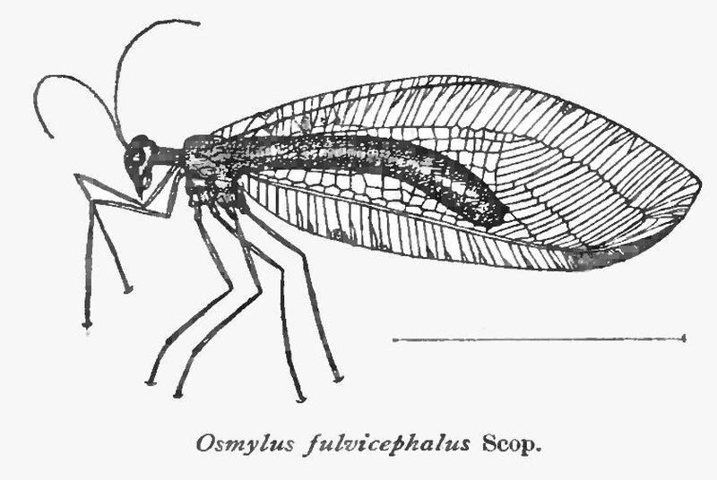 Osmylus fulvicephalus Osmylidae Neuroptera