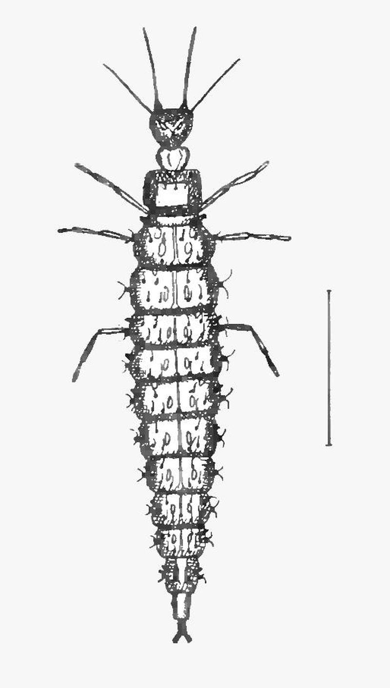 Larva of Osmylus fulvicephalus Osmylidae Neuroptera