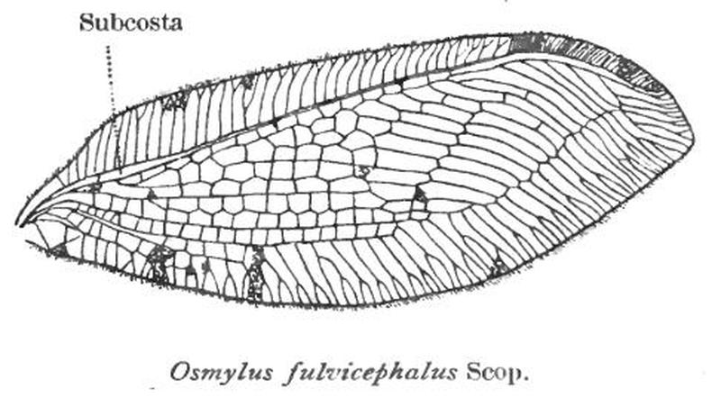 Wing of Osmylus fulvicephalus Osmylidae Neuroptera