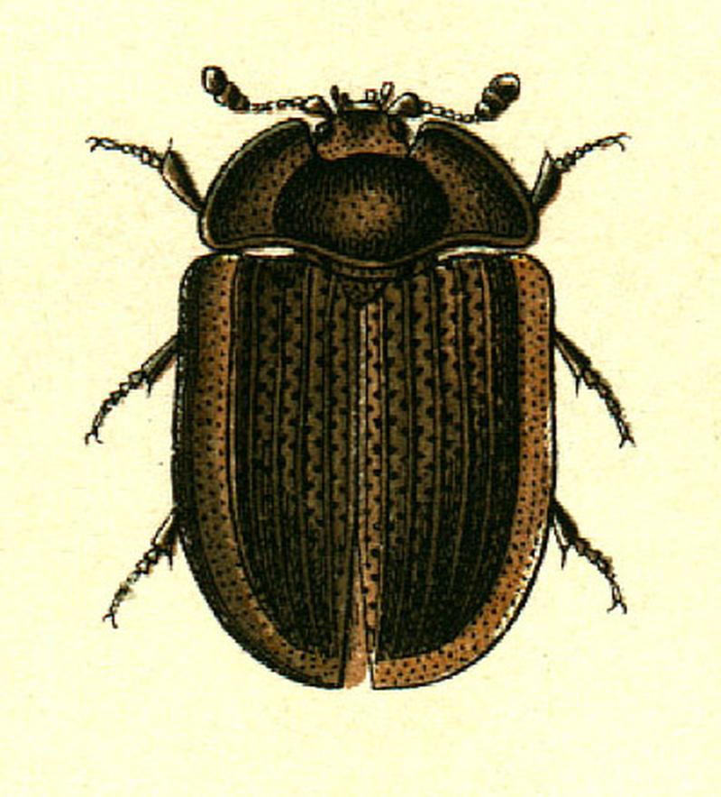Ostoma ferrugineum