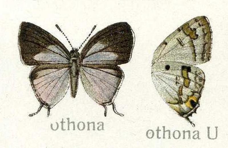 Chliaria othana Lycaenidae