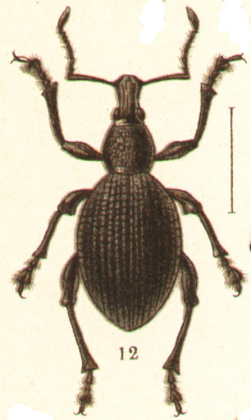 Otiorrhynchus rugosus