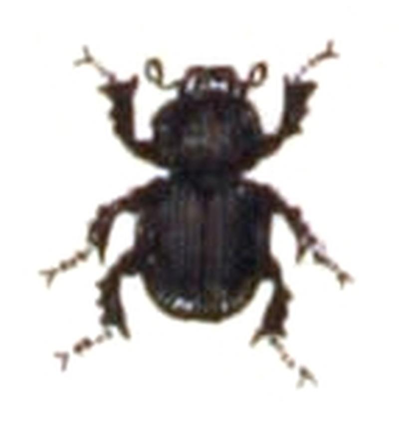 Otophorus.haemorrhoidalis.-.calwer.21.18