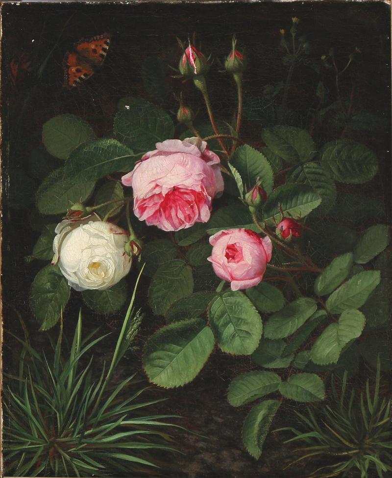 Butterflies among rose branches