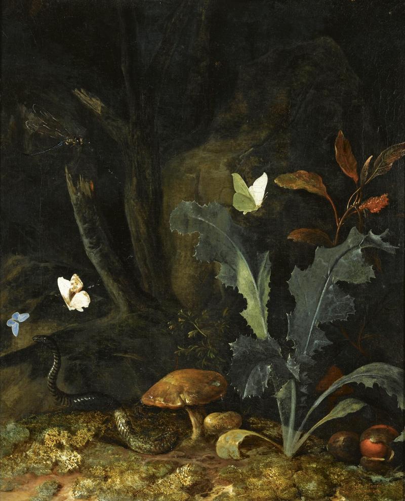 Dutch: Bosstilleven met distel, padestoelen, insecten en een slang Nocturnal forest landscape with a thistle, chestnuts and mushrooms, a viper, three moths and a dragonfly title QS:P1476,nl:"Bosstilleven met distel, padestoelen, insecten en een slang" label QS:Lnl,"Bosstilleven met distel, padestoelen, insecten en een slang" label QS:Len,"Nocturnal forest landscape with a thistle, chestnuts and mushrooms, a viper, three moths and a dragonfly"