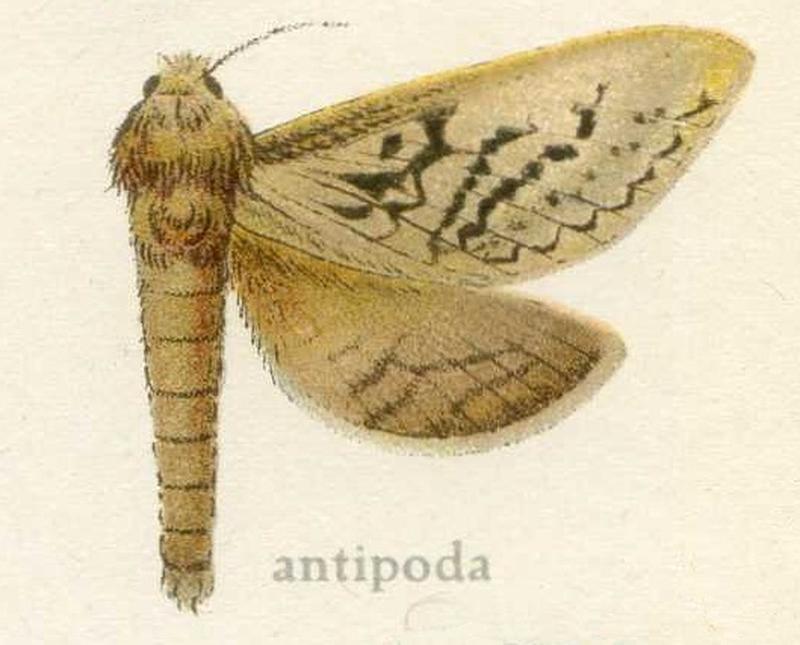 Oxycanus antipoda