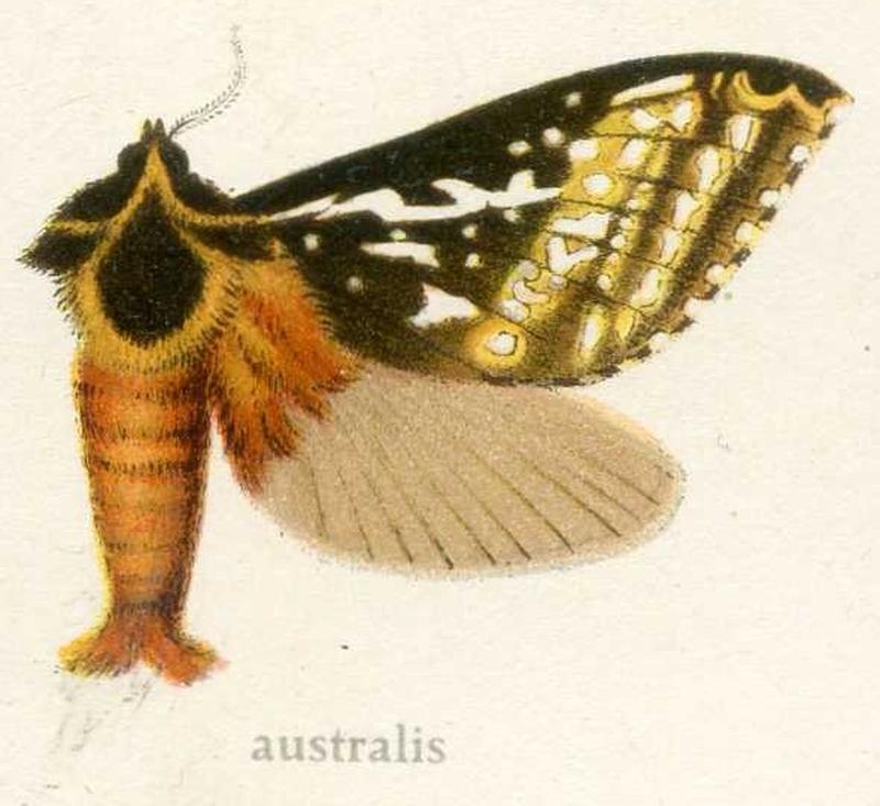 Oxycanus australis