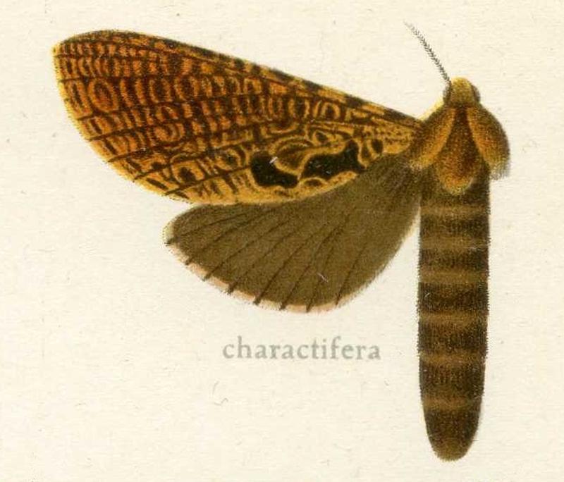 Oxycanus charactifera