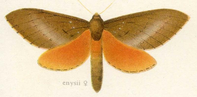 Oxycanus enysii